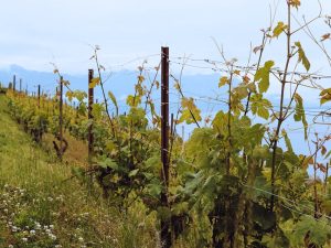 Sertifikat Tanah atas Nama Perempuan, Kenapa Itu Penting?